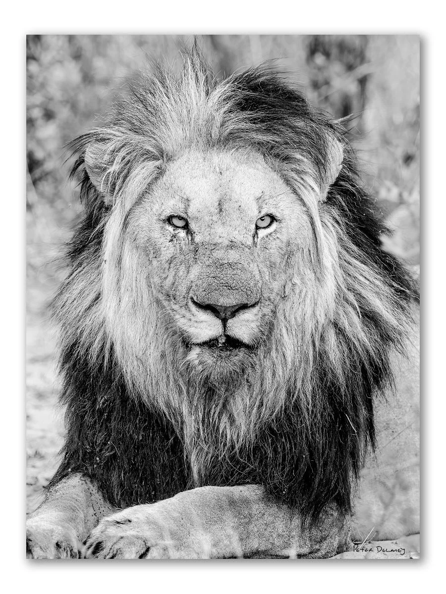 African Wildlife | Black and White Fine Art Prints